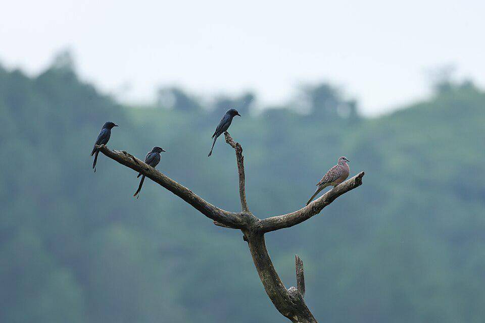 kelompok kecil srigunting kelabu bersama burung merpati (commons.wikimedia.org/Gannu03)