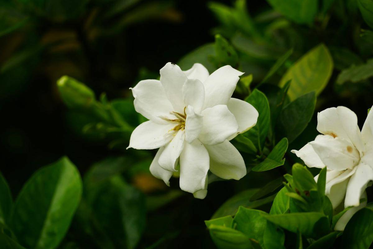 ilustrasi tanaman gardenia