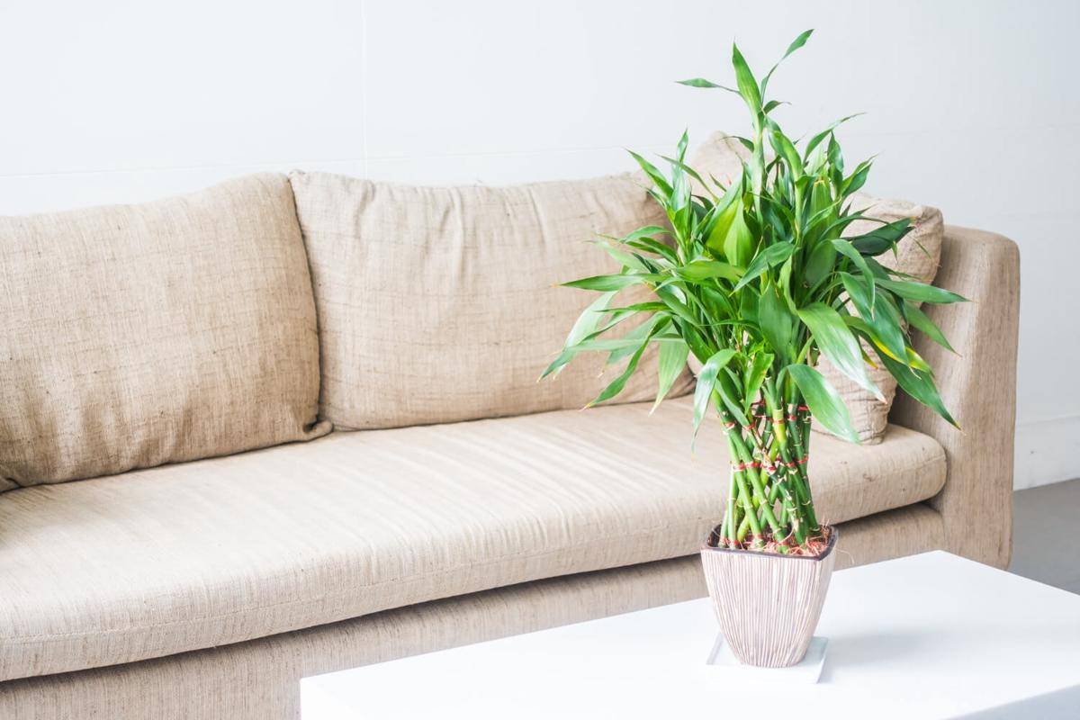 ilustrasi tanaman lucky bamboo di rumah 