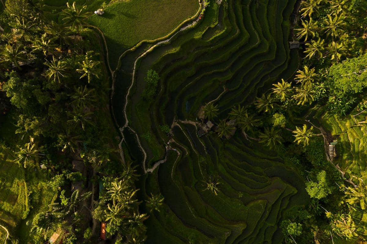 ilustrasi Ubud, Bali