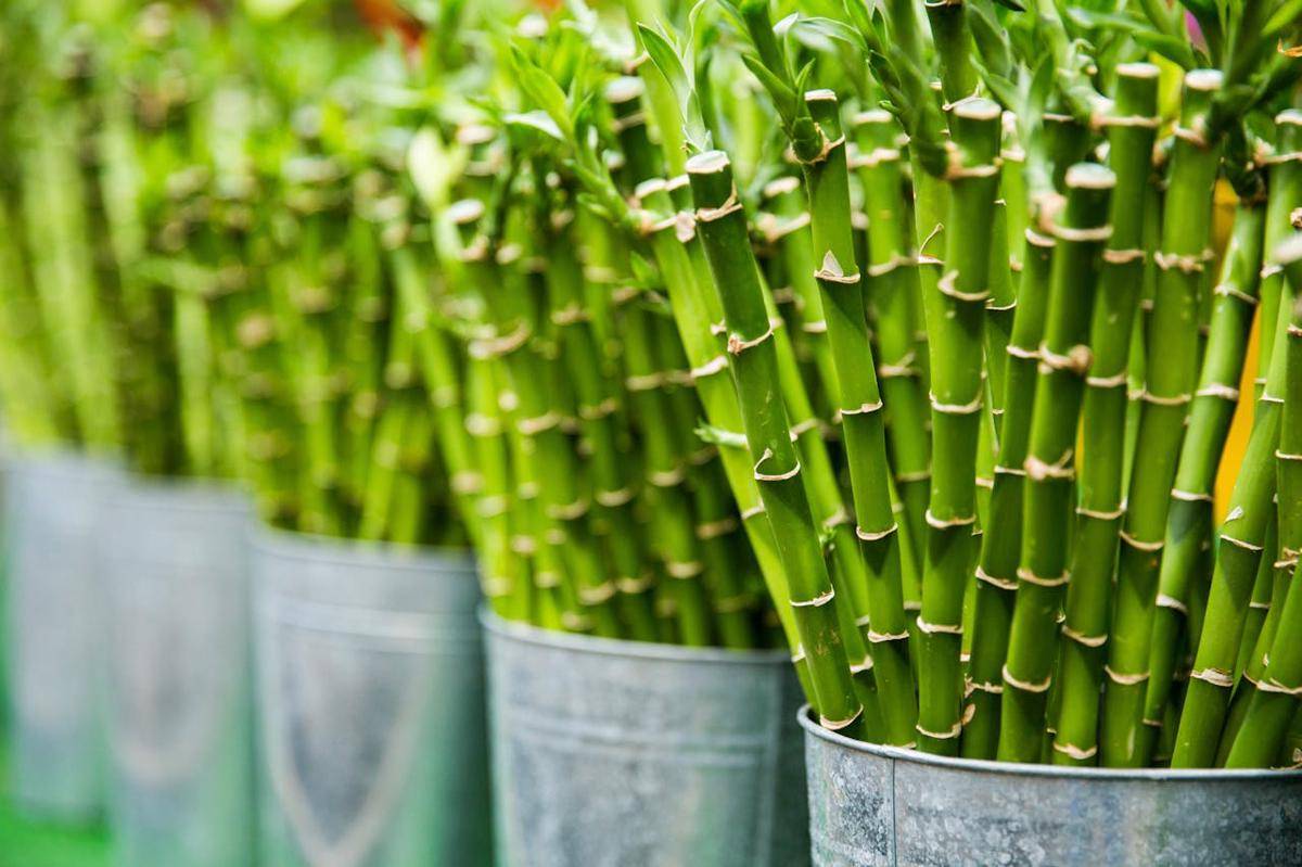 ilustrasi lucky bamboo dalam pot