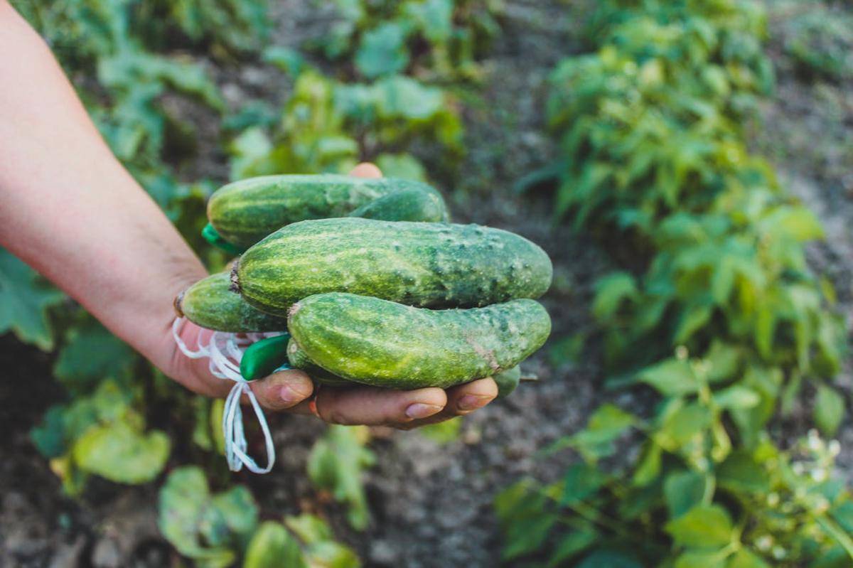 ilustrasi memanen hasil kebun (pexels.com/Czapp Árpád)