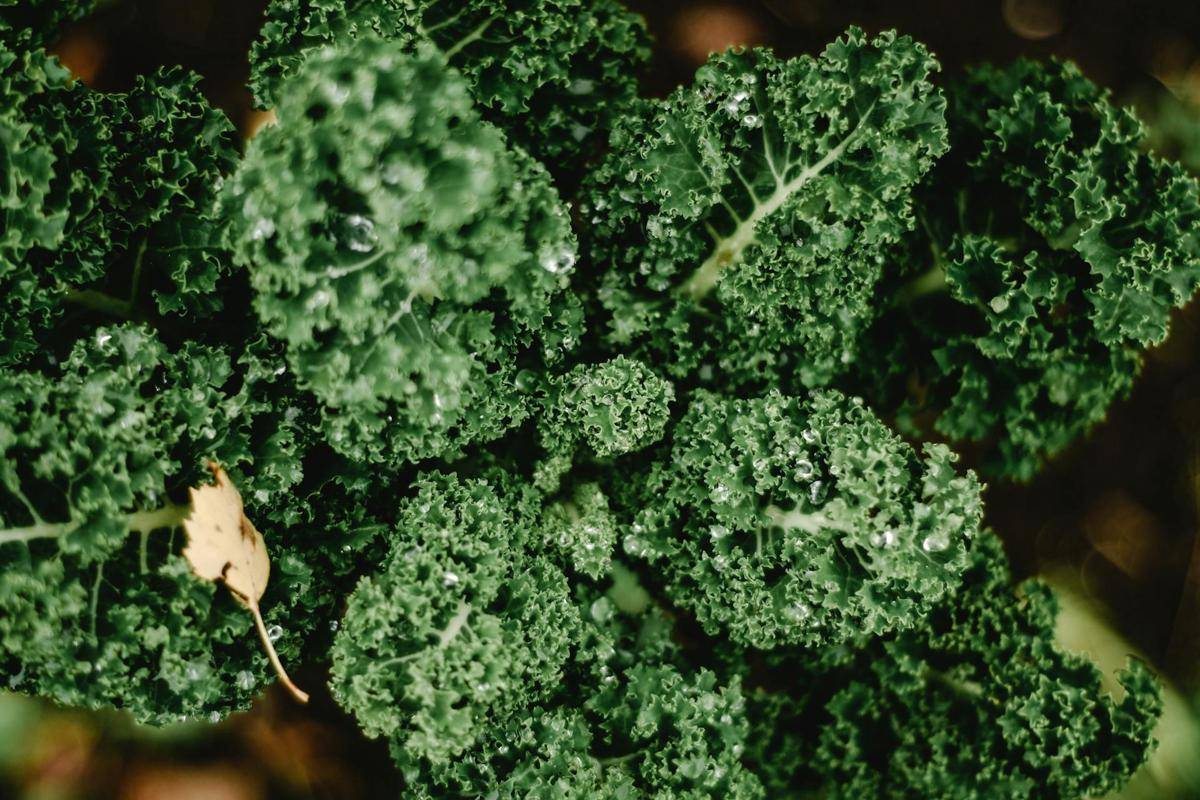 ilustrasi kale (pexels.com/Eva Bronzini)