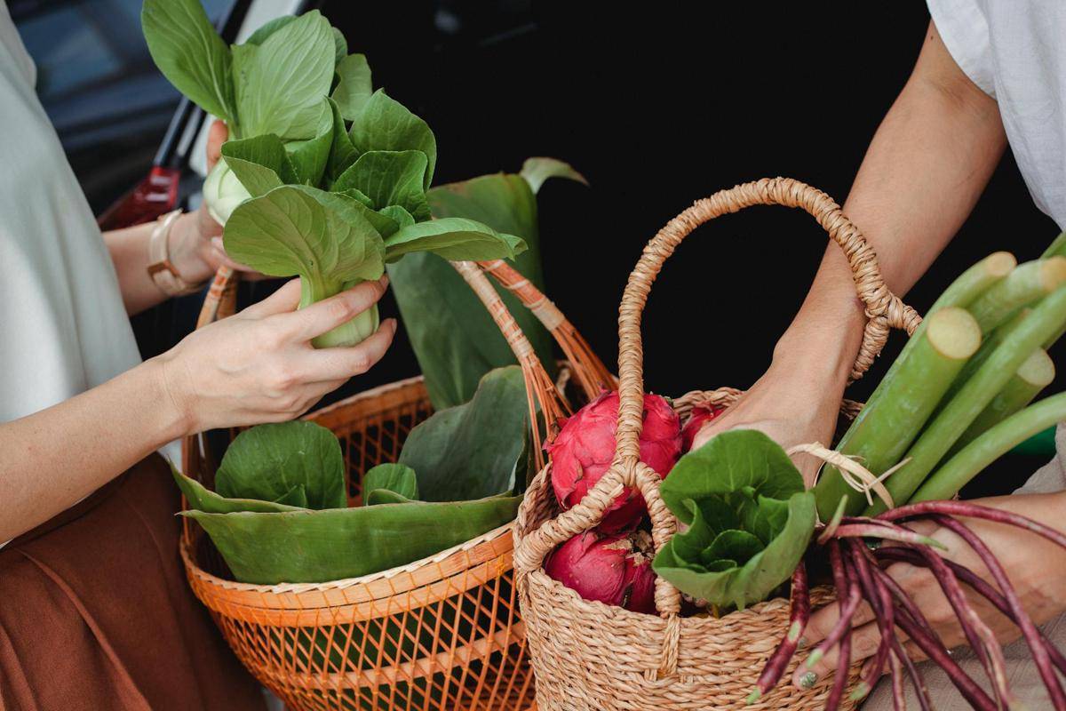 ilustrasi bok choy (pexels.com/Sam Lion)