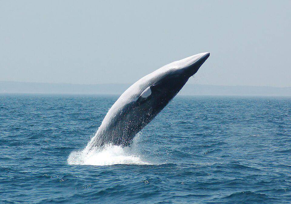 Dibanding spesies lain, paus minke sebenarnya jarang menunjukkan aksi melompat ke permukaan air. (commons.wikimedia.org/Anne Smrcina/NOAA)