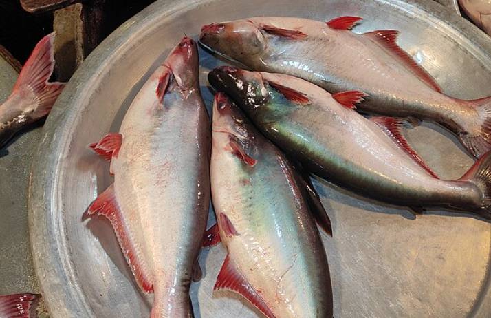 ilustrasi ikan patin
