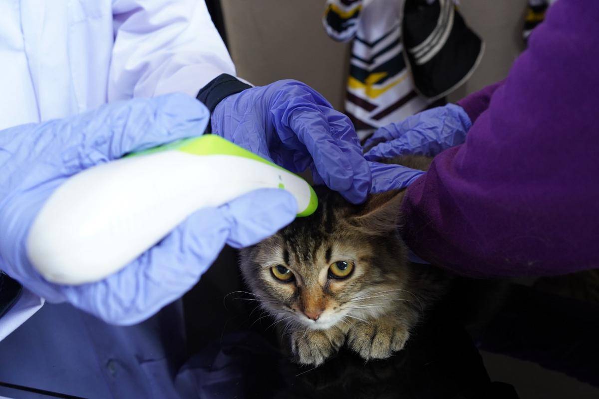 Vaksinasi rabies gratis di Sumsel