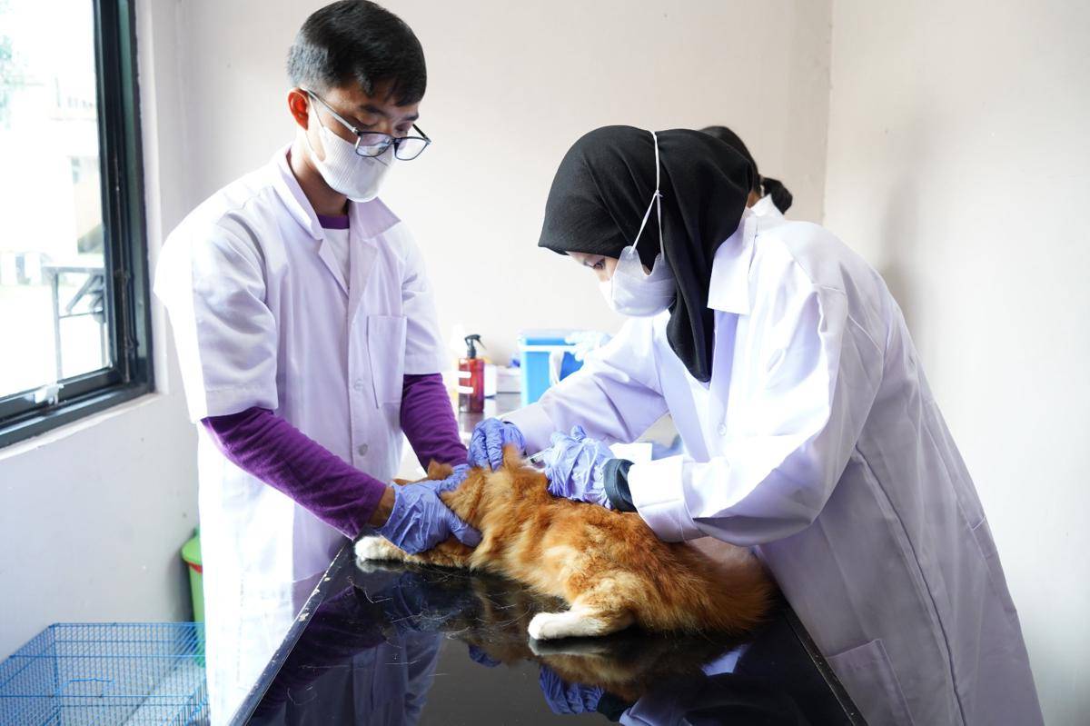 Vaksinasi rabies gratis di Sumsel