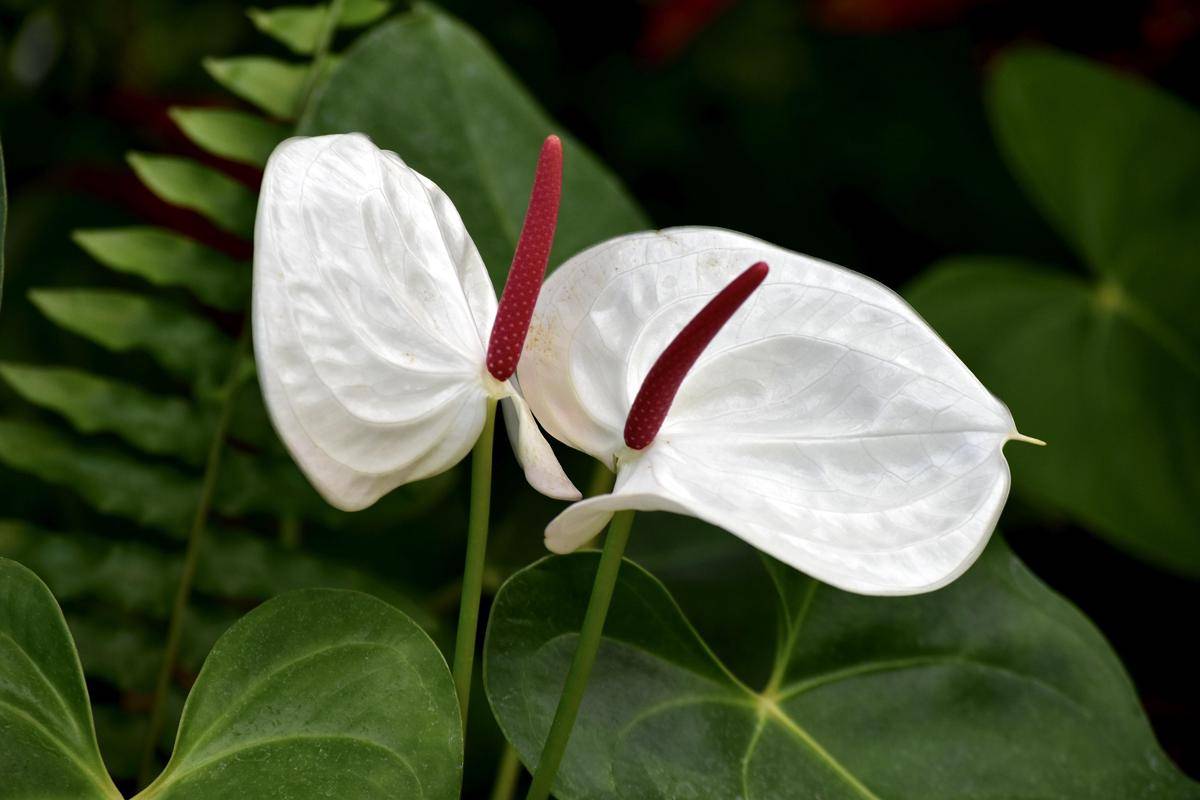 ilustrasi tanaman anthurium putih
