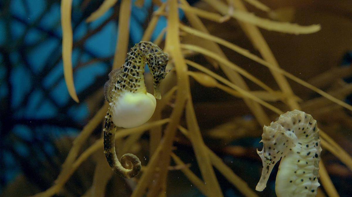 kuda laut