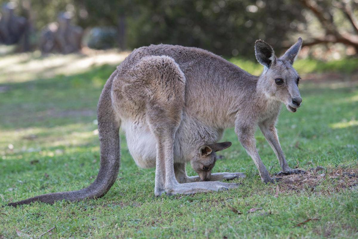 kanguru