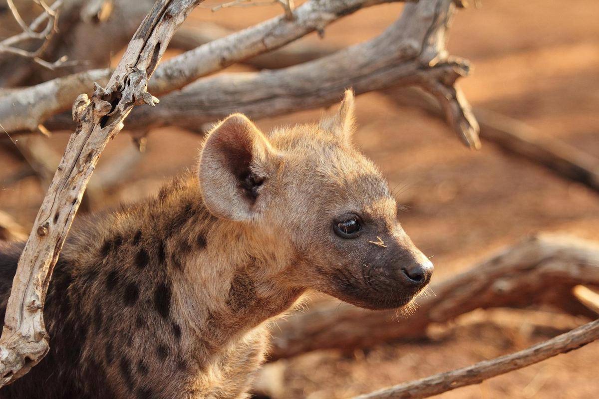 hyena tutul