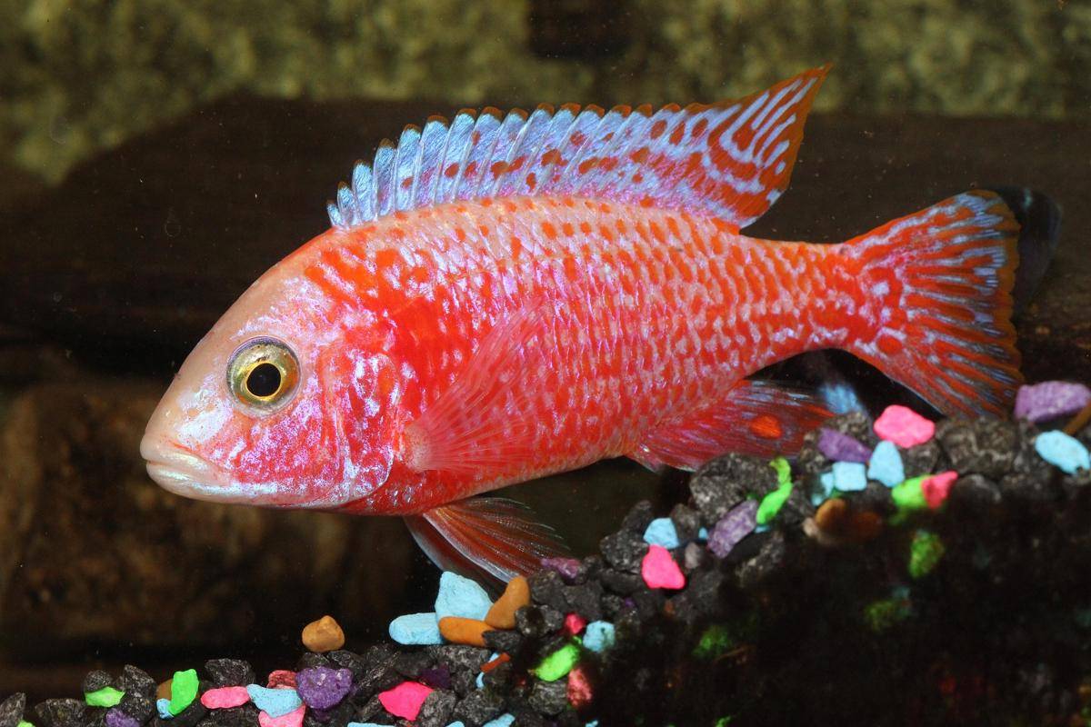 ikan cichild