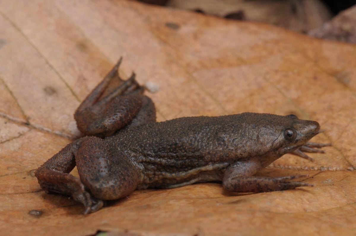 kodok suriname