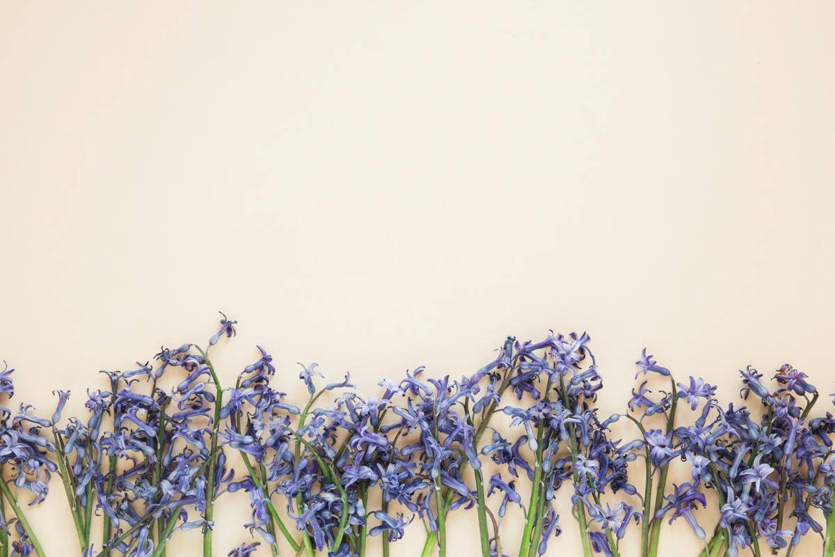 Lavender (freepik.com)