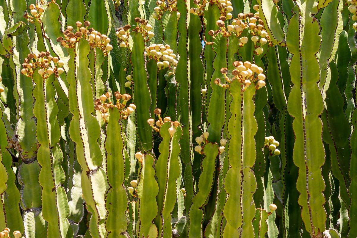 ilustrasi cereus cactus (freepik.com/freepik)