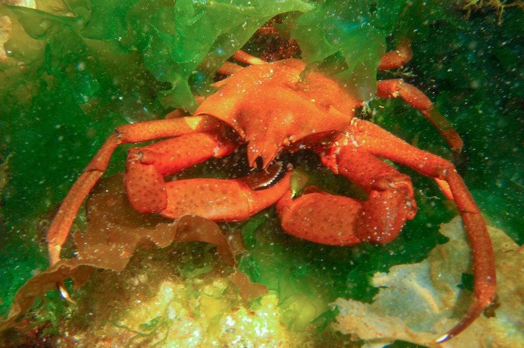 Kepiting Rumput Laut Utara