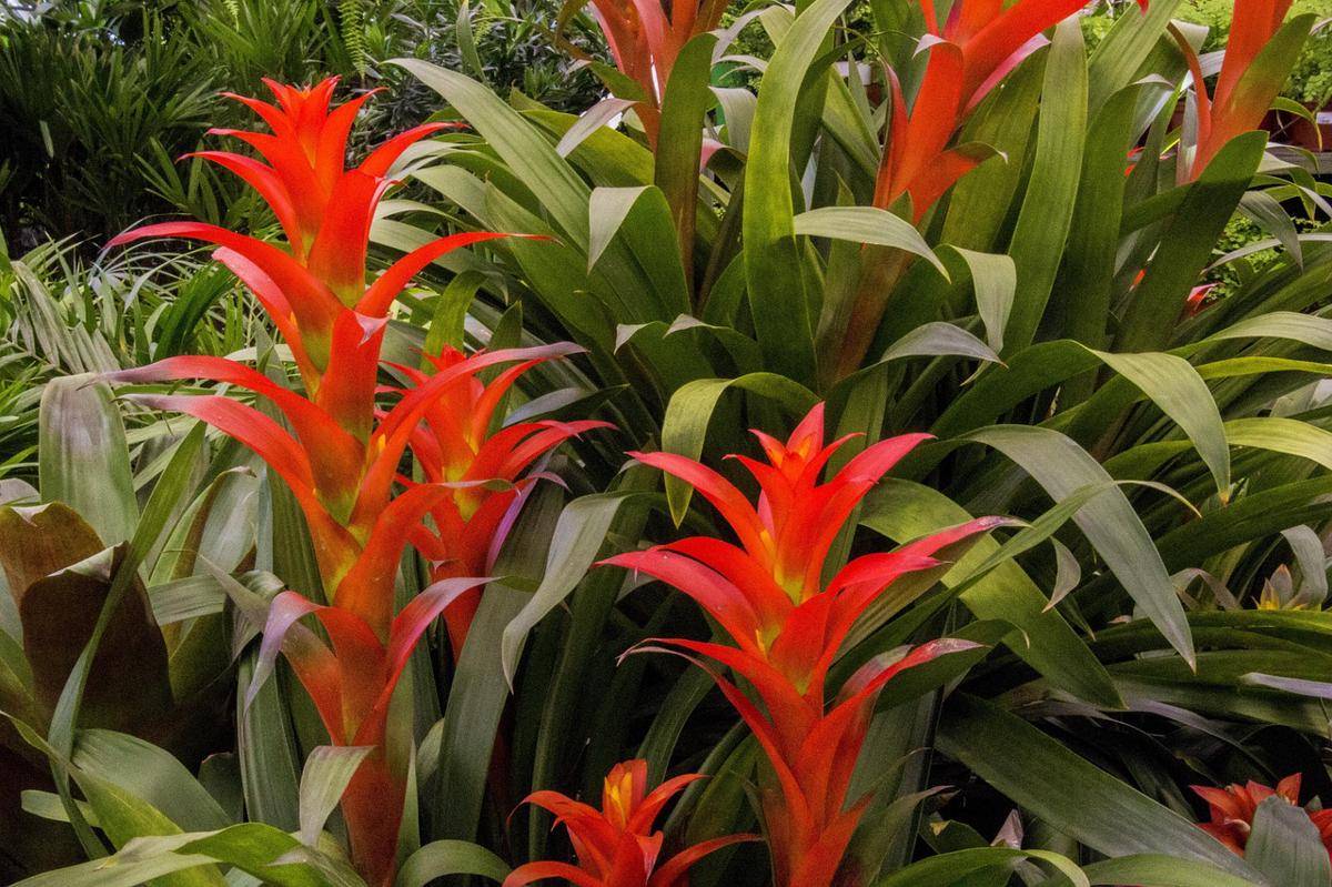 ilustrasi tanaman hias bromeliad (pixabay.com/joaoboliver)