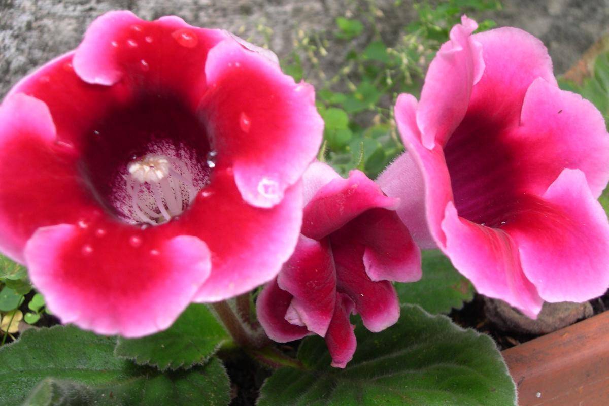 Gloxinia