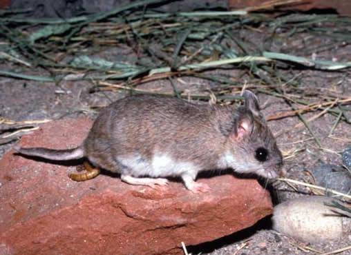 potret tikus belalang mearns dewasa