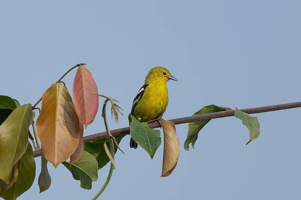 Populasi cipoh kacat masih aman karena luasnya persebaran dan kemampuan adaptasi di lingkungan manusia yang baik. (commons.wikimedia.org/Tisha Mukherjee)