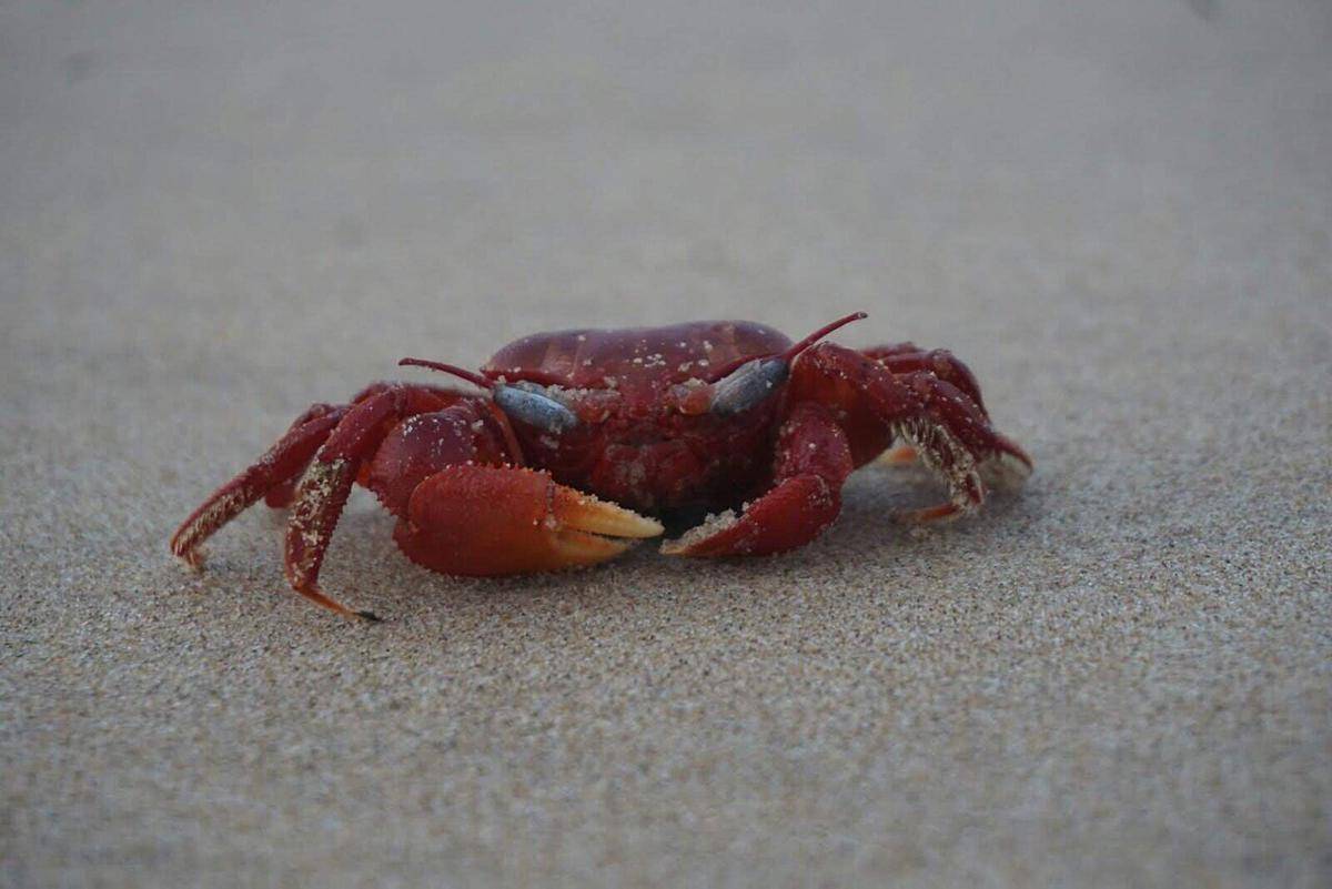 Hewan yang Jadi Predator Kepiting