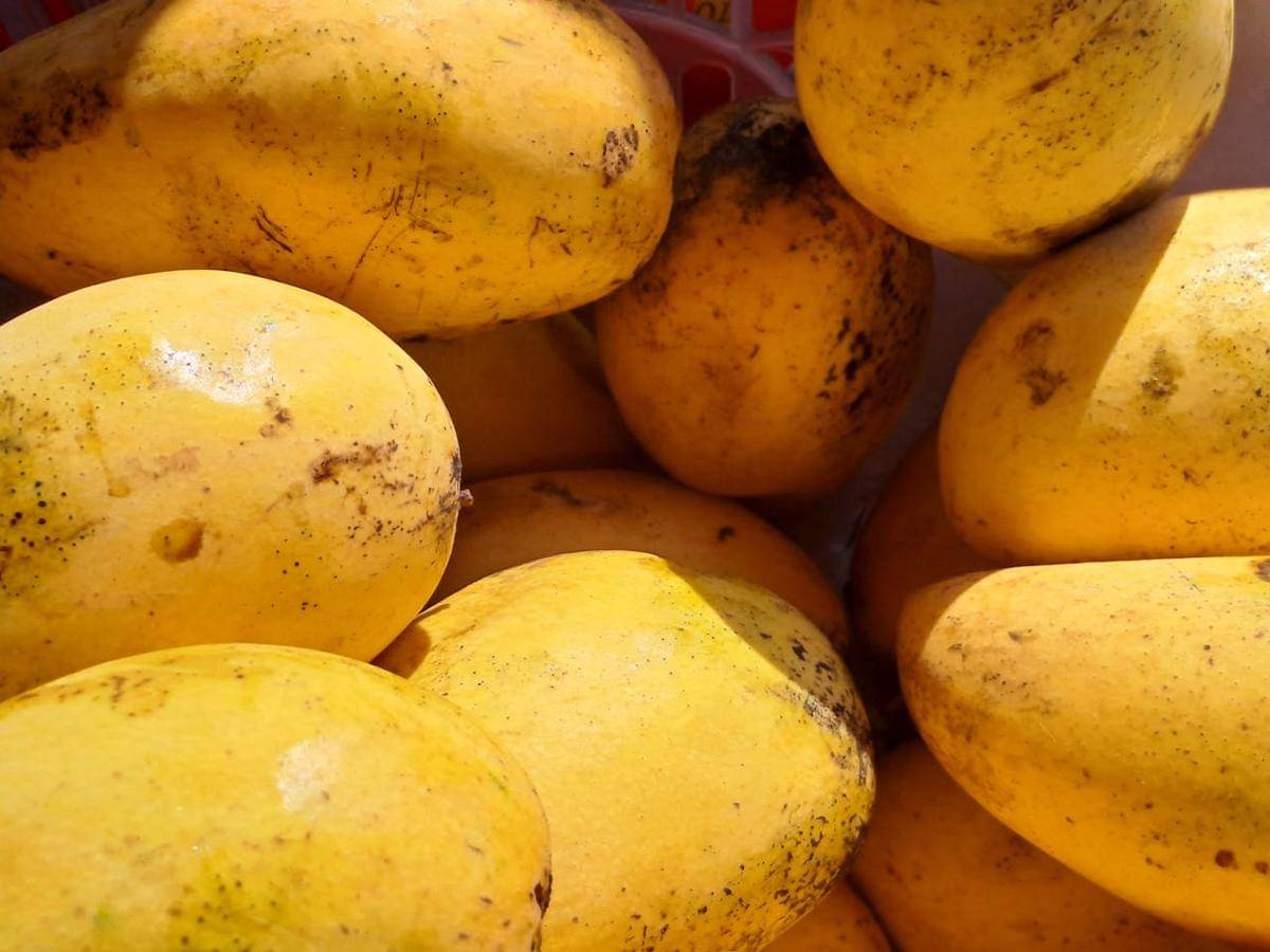ilustrasi buah mangga varietas Ataulfo (pexels.com/Jeson Cabilic)
