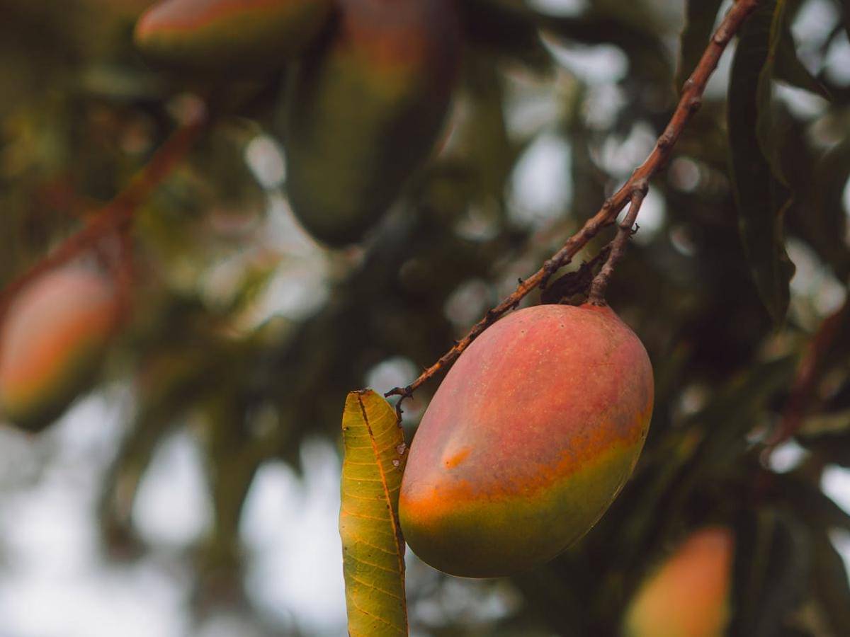 ilustrasi pohon mangga (pexels.com/Alex Hill)