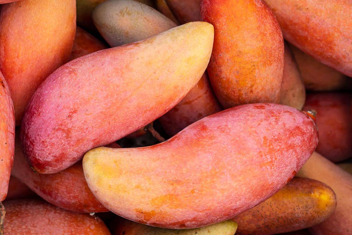 ilustrasi buah mangga (freepik.com/jcomp)