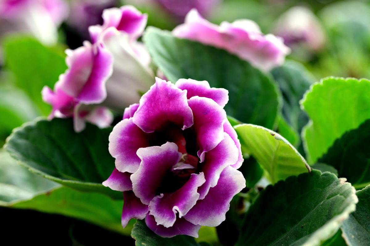 Gloxinia