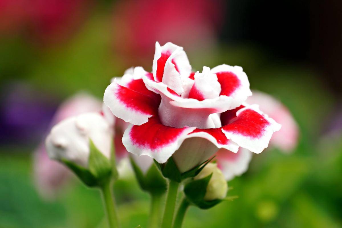 Gloxinia