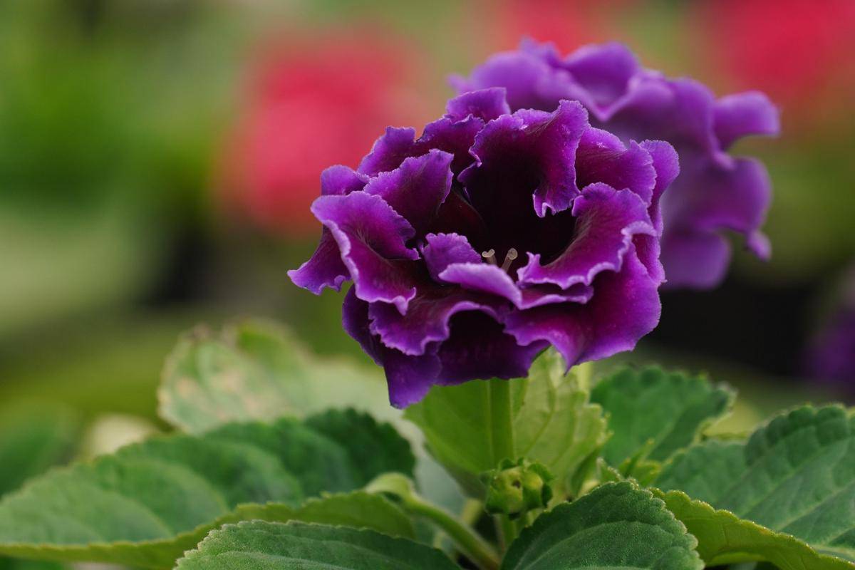 Gloxinia