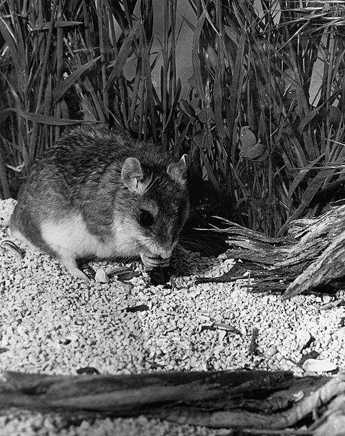 tikus belalang yang sedang memakan kumbang