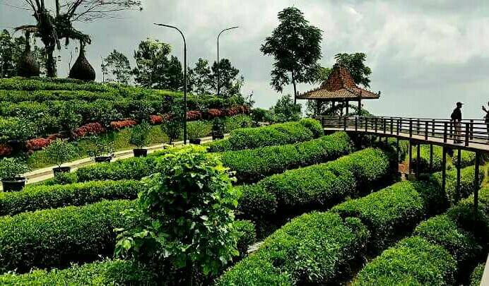 Kebun Teh Ciater, Subang (google.com/maps/Santo Ali)