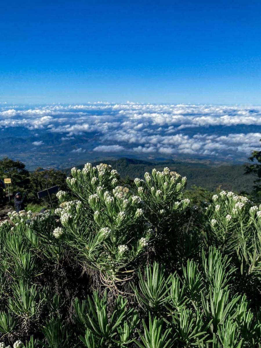 padang bunga edelweis di Gunung Ciremai (instagram.com/pulll19_)