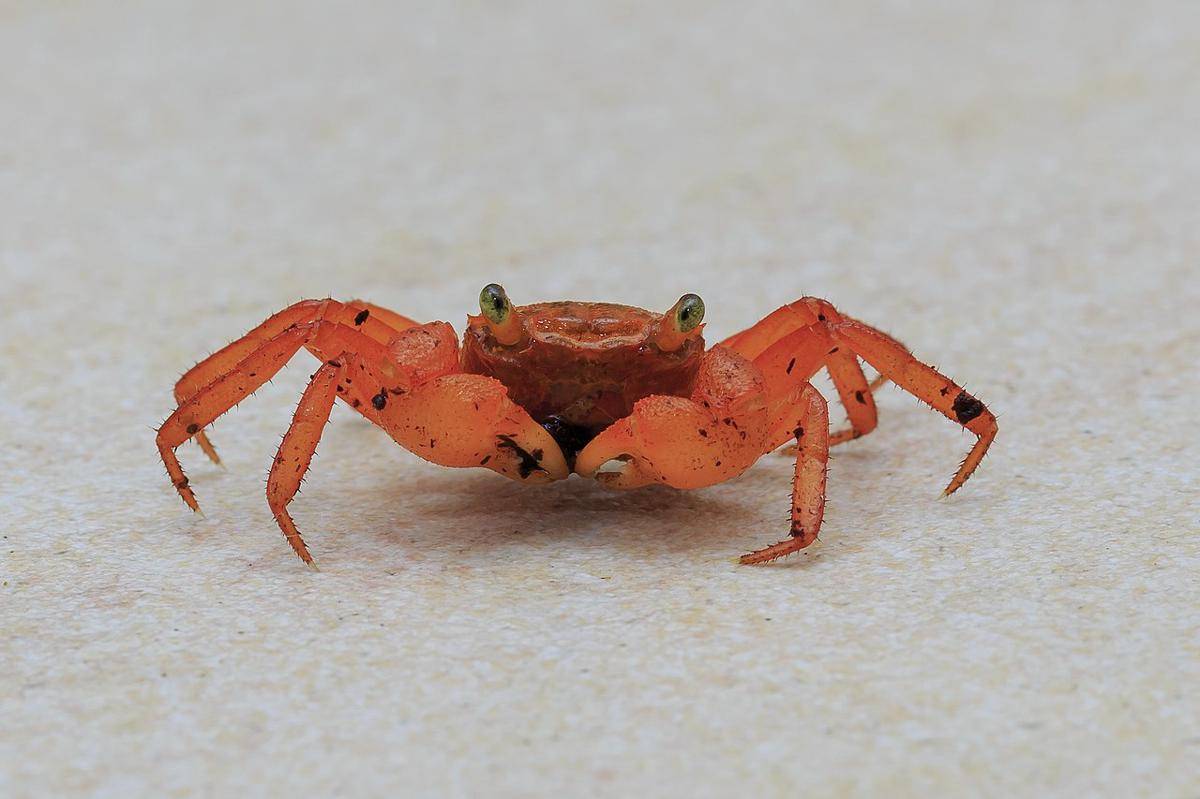 Hewan yang Jadi Predator Kepiting