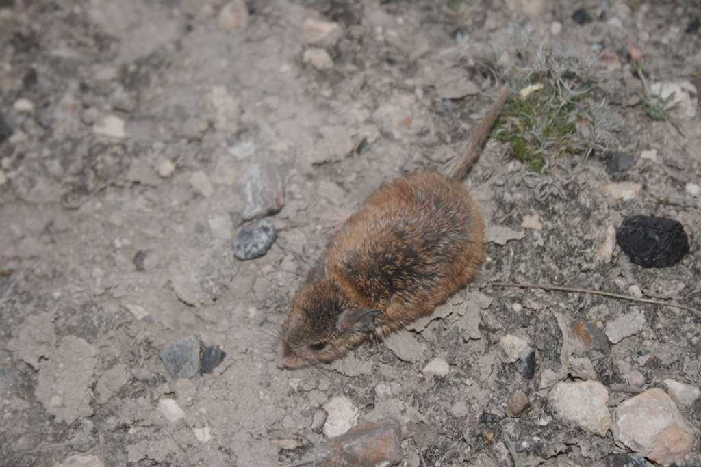 seekor tikus belalang mearns yang tertangkap kamera
