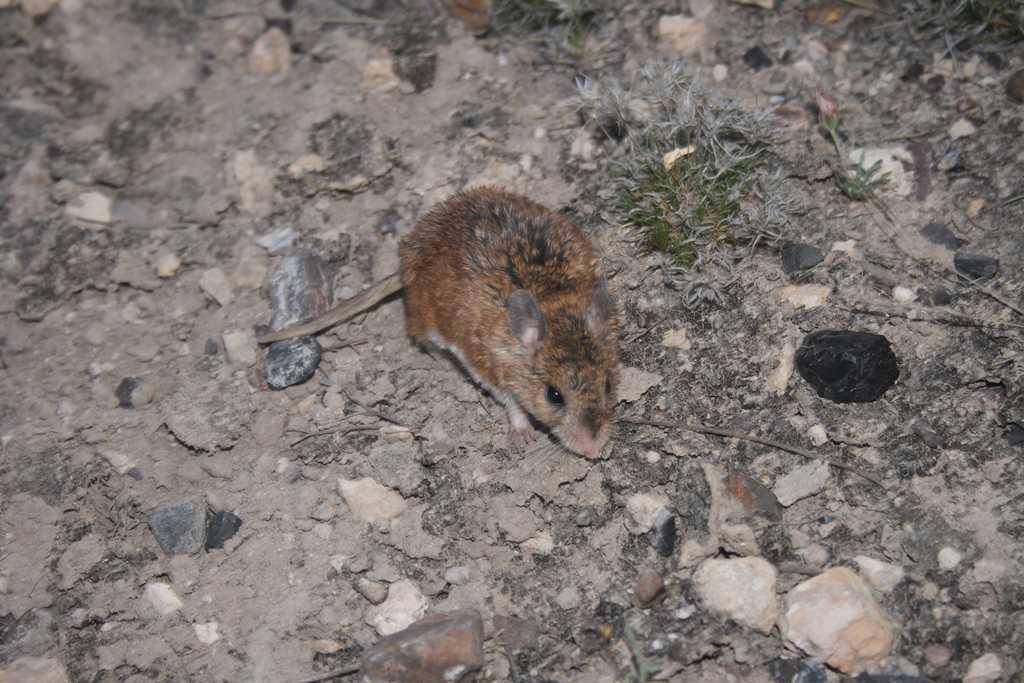 tikus belalang mearns sedang mencari makan