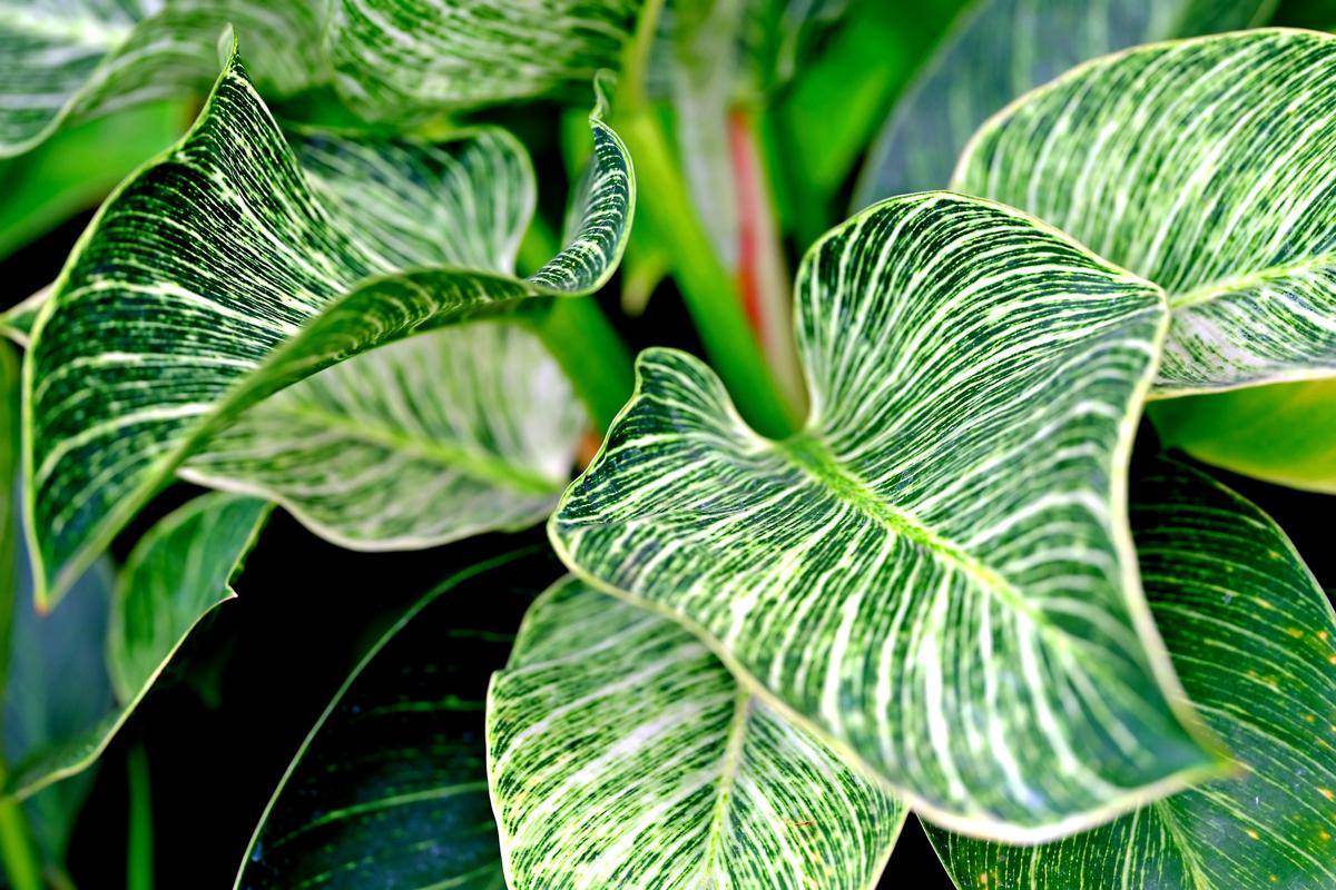 ilustrasi philodendron birkin (pixabay.com/ignartonosbg)