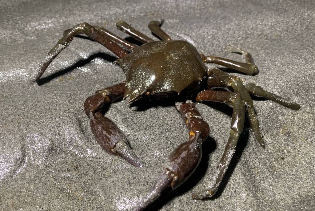 Kepiting Rumput Laut Utara