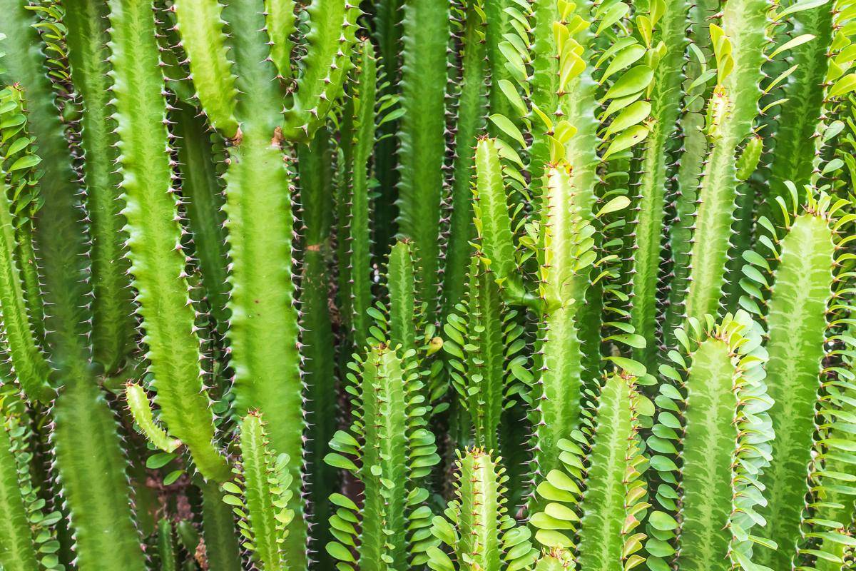 ilustrasi Euphorbia trigona (vecteezy.com/Songsak Paname)