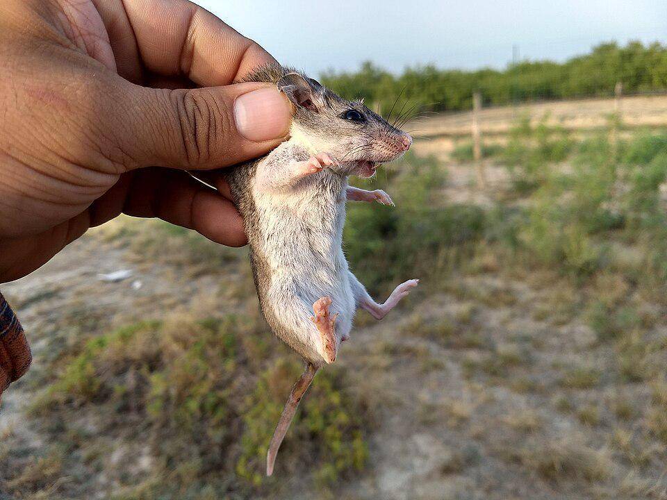 tikus belalang yang tertangkap petani