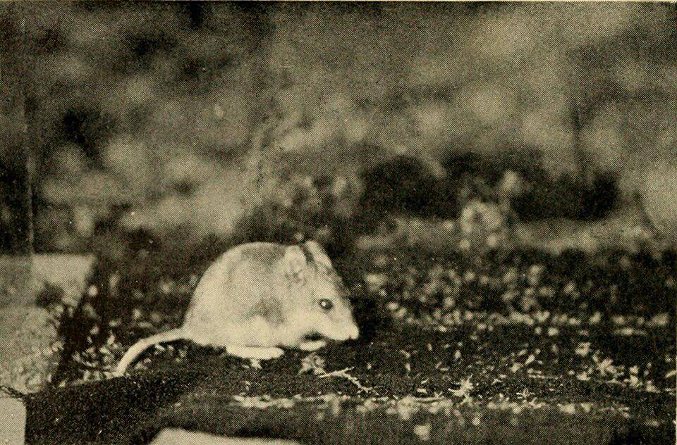 tikus belalang sedang bergerak pada malam hari