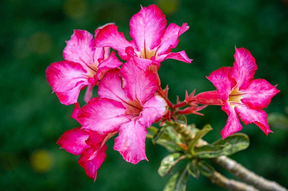 ilustrasi adenium