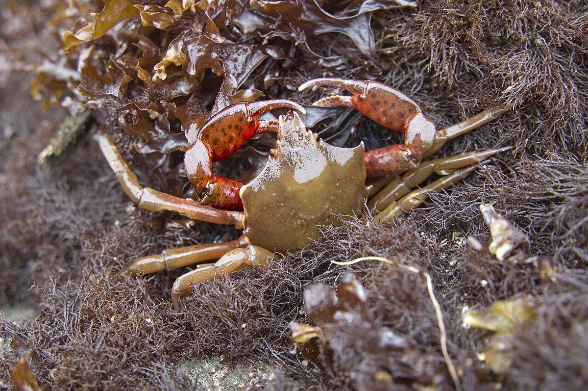Kepiting Rumput Laut Utara