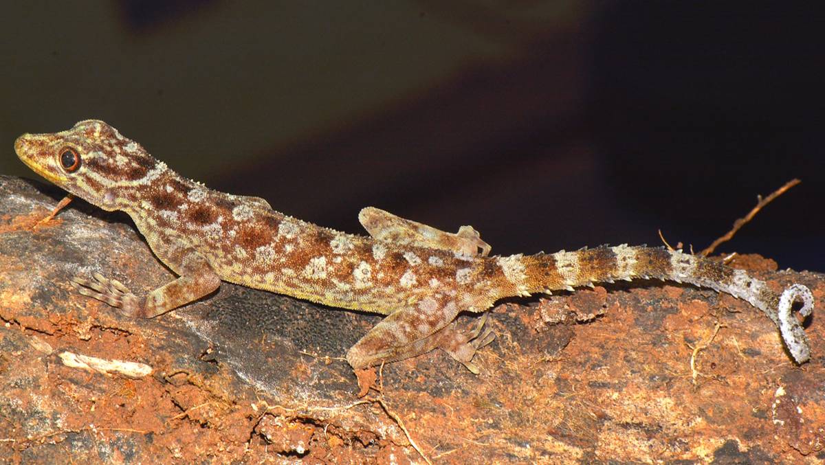 Satwa Endemik di Gunung Muria