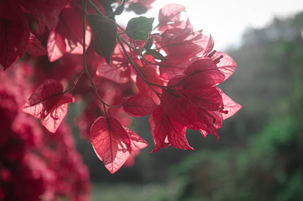 potret bunga kertas (unsplash.com/Edu Lins)