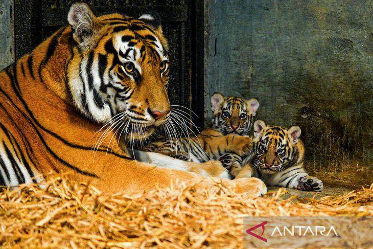 Kelahiran-Anak-Harimau-Benggala-Di-Kebun-Binatang-Bandung-180825-rai-8_1.jpg