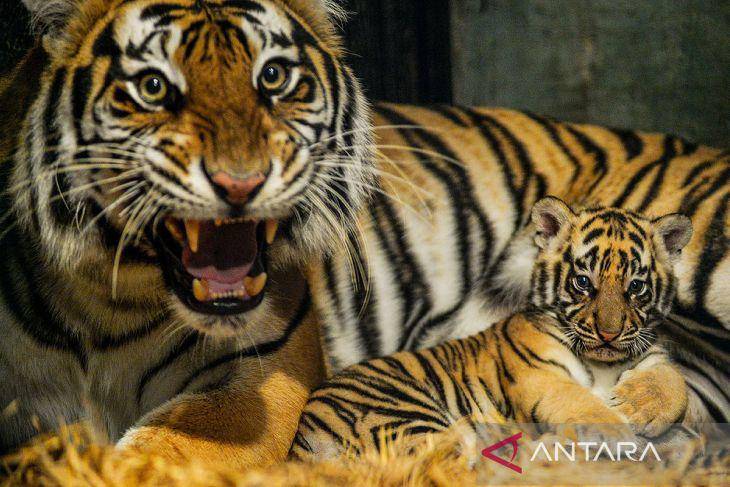 Kelahiran-Anak-Harimau-Benggala-Di-Kebun-Binatang-Bandung-180825-rai-3_1.jpg