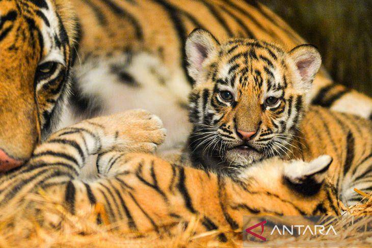 Kelahiran-Anak-Harimau-Benggala-Di-Kebun-Binatang-Bandung-180825-rai-5.jpg